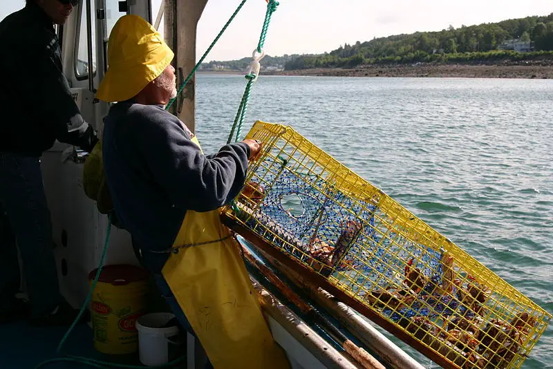 File:Catching lobster.jpg