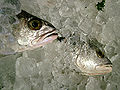 Thumbnail for version as of 02:48, 30 July 2007