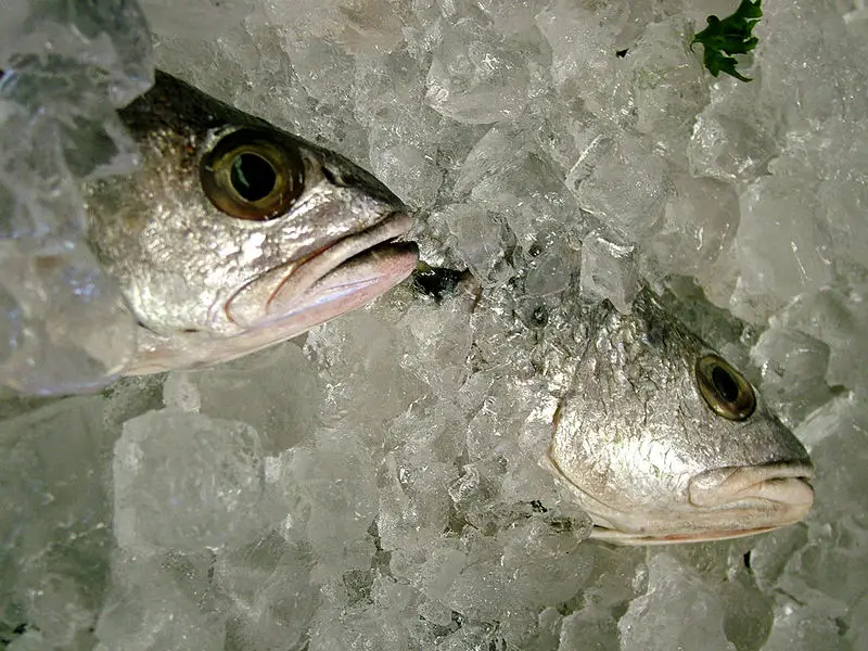 File:Fish Packed in Ice.jpg
