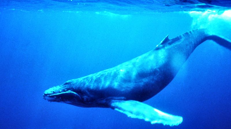 File:Humpback Whale underwater shot.jpg
