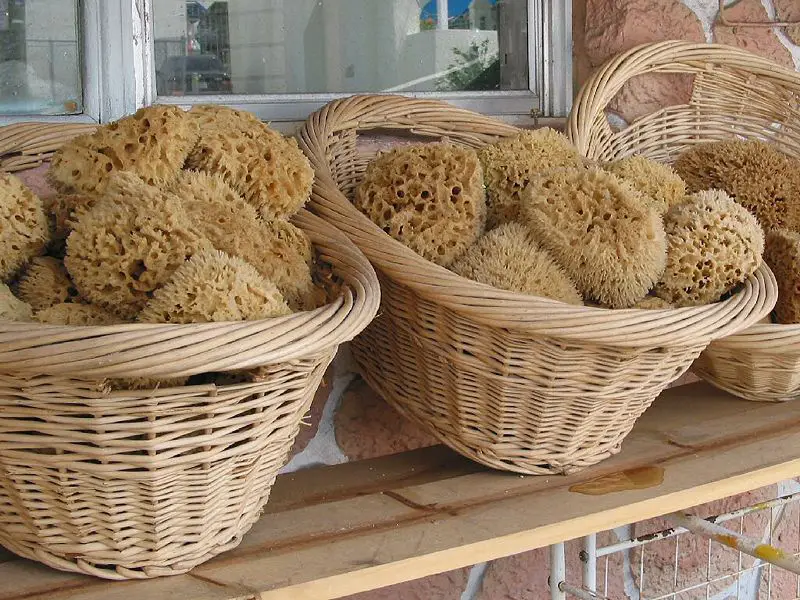 File:SpongesTarponSprings.jpg