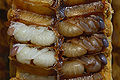 Thumbnail for version as of 13:14, 19 April 2008
