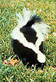 Thumbnail for version as of 00:51, 26 July 2007