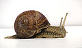 Thumbnail for version as of 02:04, 13 March 2007