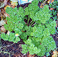 Thumbnail for version as of 20:46, 11 May 2008