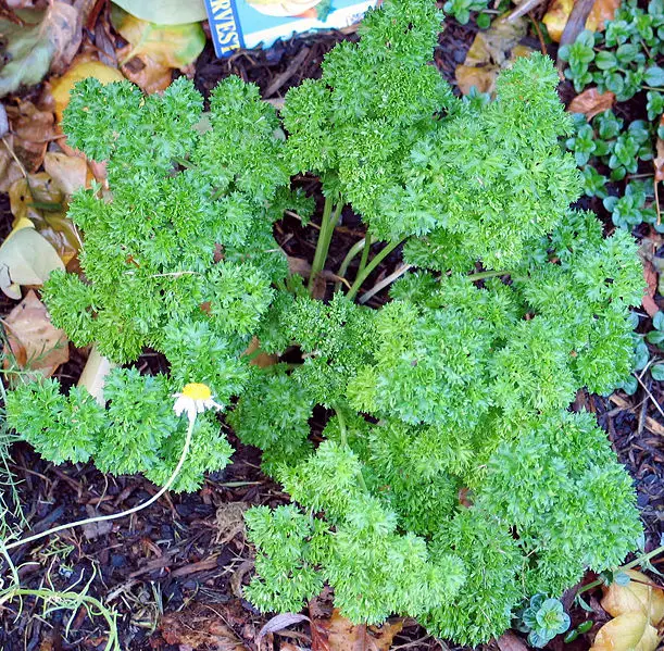 File:Parsley Curled.jpg