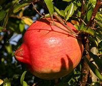 Fruit of pomegranate