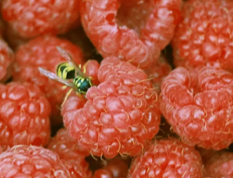 File:Raspberries Yellowjacket.jpg
