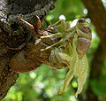 Thumbnail for version as of 14:09, 23 December 2006
