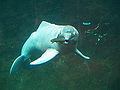Thumbnail for version as of 01:43, 25 March 2007