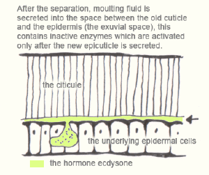 The-arthropods-moulting-2.gif