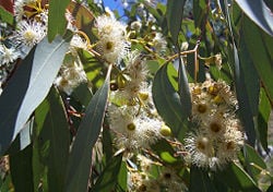 Eucalyptus melliodora foliage and flowers