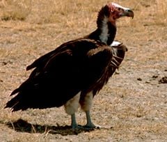 Nubian Vulture or Lappet-faced Vulture
