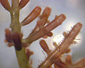 Thumbnail for version as of 16:31, 21 December 2005