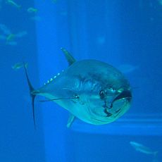 A northern (or Atlantic) bluefin tuna, Thunnus thynnus