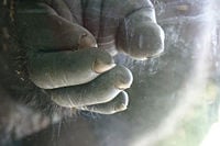 Hand of a Gorilla at San Diego Zoo