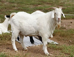 Adult male or buck goat