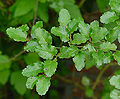 Thumbnail for version as of 04:04, 20 December 2008