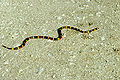 Thumbnail for version as of 21:42, 31 July 2008