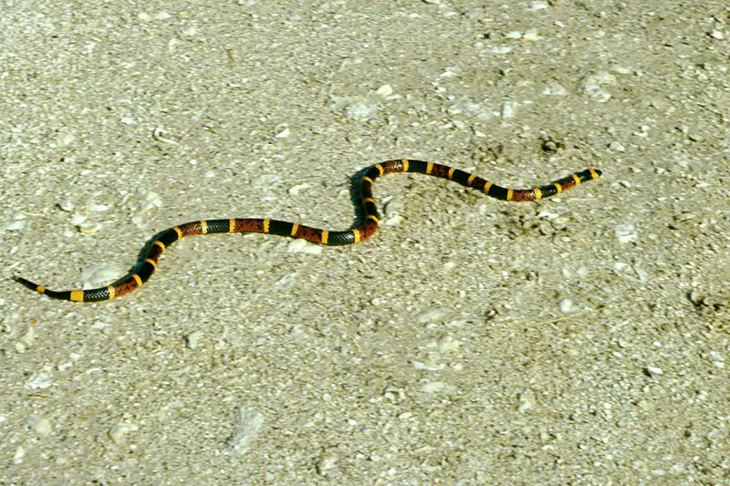 File:Coral snake.jpg