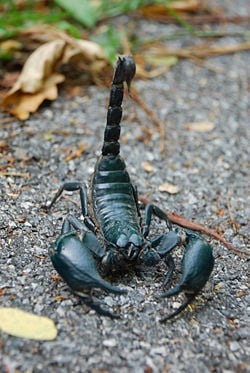 Asian forest scorpion (Heterometrus spinifer) in Khao Yai National Park, Thailand