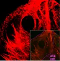 Thumbnail for version as of 02:35, 24 May 2008