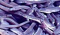 Thumbnail for version as of 00:12, 30 September 2007