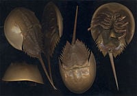 Limulus polyphemus from many angles