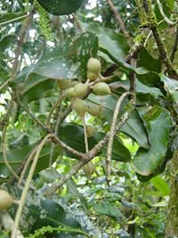Macadamia integrifolia foliage and nuts