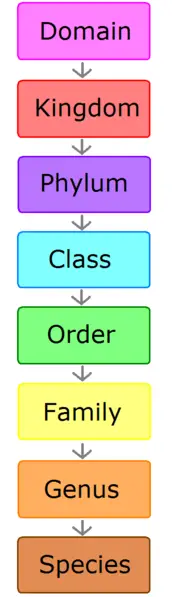 File:Scientific classification.png