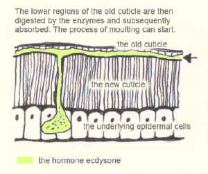 The-arthropods-moulting-3.gif