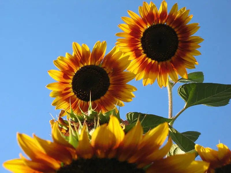 File:Sonnenblume Sunflower.JPG