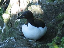Thick-billed Murre on St. Lawrence Island