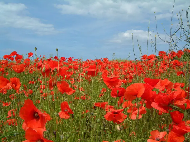 File:Poppy2004.JPG