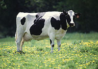 Friesian/Holstein cow