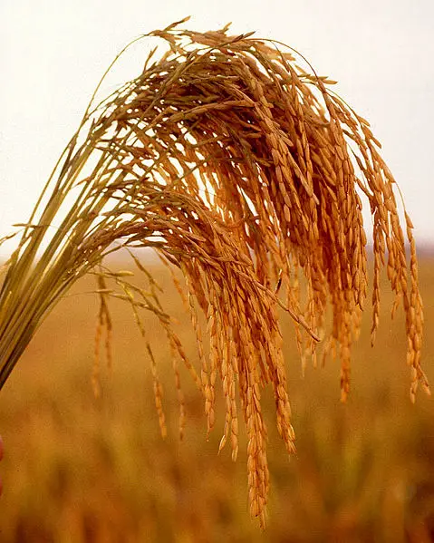 File:US long grain rice.jpg