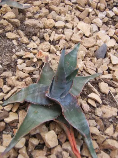 File:Aloe laeta.JPG