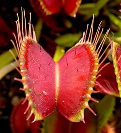 The edges of a Venus Flytrap leaf are equipped with teeth-like protrusions called cilia, while the inside has red pigmentation that attracts insects. Notice the trigger hairs on the inner trap surface.