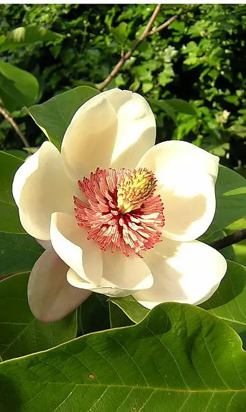 File:Magnolia Watsoni.JPG