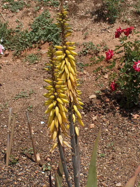 File:Aloe vera.jpg