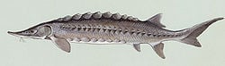 Atlantic sturgeon (Acipenser oxyrinchus oxyrinchus)