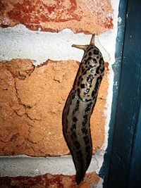 Limax maximus, an air-breathing land slug