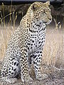 Thumbnail for version as of 23:50, 11 August 2007