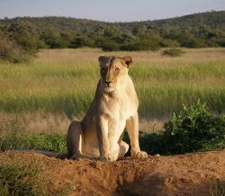 Female (Lioness)
