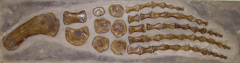 File:Plesiosaur paddle c.jpg