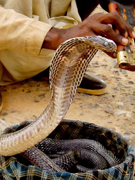 File:India Snake Charmer.jpg