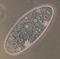 Paramecium aurelia, a ciliate