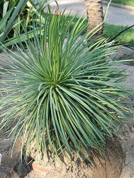 File:Agave stricta.jpg