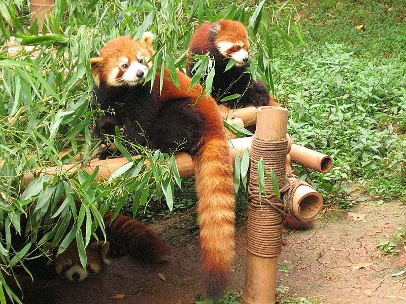 File:Chengdu-firefox-d03.jpg