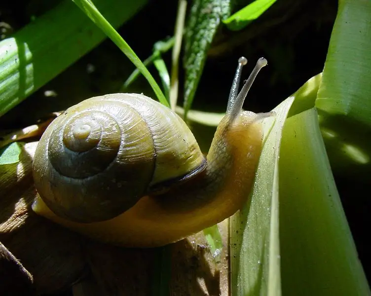 File:Slimaczek.jpg